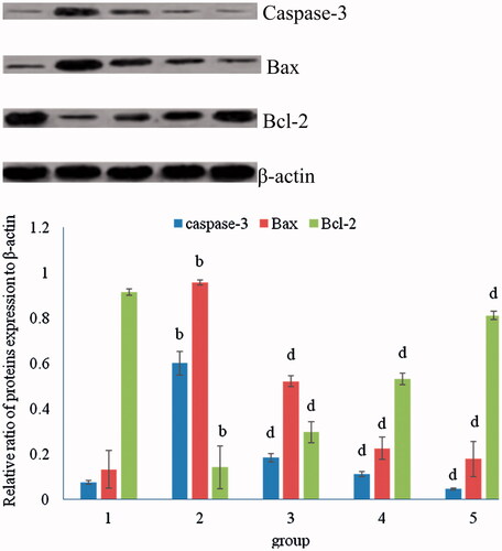 Figure 2. Effect of curcumin on myocardium Caspase-3, Bax and Bcl-2 protein expression. bp < 0.01, compared with group 1; dp < 0.01, compared with group 2.