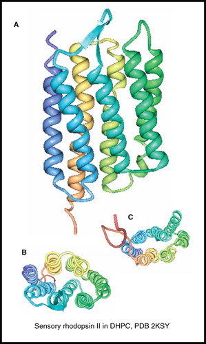 Figure 12. NMR structure of sensory rhodopsin II. Structure of sensory rhodopsin II in DHPC; (A) view from the membrane plane, (B) view from the cytosol and (C) view from the periplasm. These pictures were produced using the PDB file and PDB Protein Workshop 3.9 (Moreland et al. Citation2005). This Figure is reproduced in colour in Molecular Membrane Biology online.