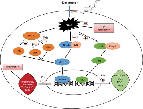 Figure 7 Schematic diagram summarizing the possible cardioprotective mechanisms of Pris against DOX-induced cardiotoxicity.Abbreviations: ERK, extracellular signal-regulated kinase; GCL, glutamate-cysteine ligase; IkB, inhibitor of kappa B; HO-1, heme-oxygenase-1; IL-6, interleukin-6; JNK, c-JUN N-terminal kinase; Keap1, Kelch-like ECH associating protein 1; MAPK, mitogen activated protein kinase; NF-kB, nuclear factor kappa-B; Pris, pristimerin; DOX, doxorubicin; NQO1, NAD(P)H dehydrogenase quinone; NOx, nitric oxide; Nrf2, nuclear erythroid 2-related factor 2; TNF-α, tumor necrosis factor-α.