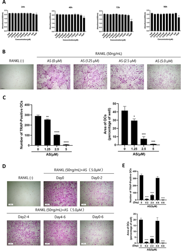 Figure 1 AS-605240 inhibits in vitro differentiation of osteoclast induced by RANKL. (A) The effect of AS on cell viability of BMMs by CCK-8 assay at 24, 48, 72, and 96h. (B) BMMs were treated with RANKL (50ng/mL) and M-CSF (30ng/mL) in the presence of 0, 1.25, 2.5, and 5.0μM AS for 6 days followed by TRAP staining. (C) Quantification of the number and area of TRAP+ cells with more than three nuclei. (D) Representative images of TRAP+ osteoclasts under treatment with 5.0μM AS at different times. (E) Quantification of the number and area of TRAP+ cells (nuclei > 3). *p < 0.05, **p < 0.01, ***p < 0.001, ****P < 0.0001. All data are expressed as mean ± SD.