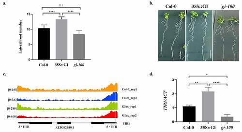 Figure 1. Effect of GIGANTEA on lateral root development in Arabidopsis seedlings. (a) Graph showing lateral root number in wild type (Col-0), 35S::GI, and gi-100 seedlings. (b) The phenotype of lateral roots in wild type (Col-0), 35S::GI, and gi-100 seedlings. All seedlings were vertically grown for 10 d on MS medium under red light, after 8 h of white light induction treatment. Averages of at least 10 seedlings ± S.D. are shown. (c) TIR1 genome track of read coverage profiles of GI in Col-0 (Orange and blue) and GI-overexpressed (green and red) lines. Peaks represent the sequence enrichment of TIR1 in Col-0 (Orange and blue) and GI-overexpressed (green and red) lines. Bioinformatic analysis of ChIP-seq data shows GI binds to the promoter region of TIR1. Read coverage is presented on the left side of each ChIP-seq. (d) Graph showing the qRT-PCR result of TIR1 gene expression relative to ACTIN in Col-0, 35S::GI, and gi-100 seedlings which are grown under red light in LD conditions. The qRT-PCR reactions were performed in triplicates. GraphPad Prism software was used to test for significance among the dataset using a one-way analysis of variance (ANOVA) followed by Sidak’s multiple comparisons test (* P < .05, ** P < .01).