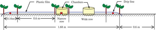 Figure 2. Layout of the experimental plot (narrow row and wide row) and the location of the sampling chambers.