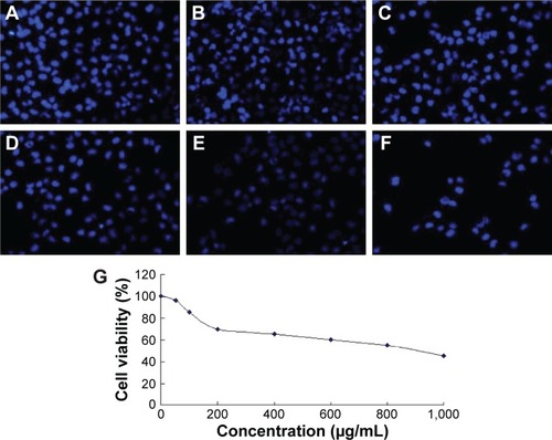 Figure 5 Cytotoxicity of copolymer.Notes: Nuclear staining photographs were shown at concentrations of 100 (A), 200 (B), 400 (C), 600 (D), 800 (E), and 1,000 μg/mL (F), which reflects the cytotoxicity (n=3, error bars represent SD). Cytotoxicity of copolymer at various concentrations in IK cell lines (G).Abbreviation: IK, Ishikawa.
