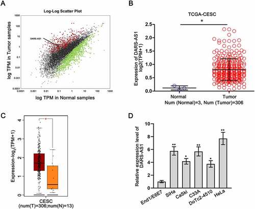 Figure 1. DARS-AS1 is up-regulated in CC. A Scatter plot illustrated the differential expression of lncRNAs in CESC. B-C DARS-AS1 expression was analysed in CESC and normal tissues from TCGA and GEPIA 2 databases. D DARS-AS1 expression was measured in CC cells via RT-qPCR. Experimental procedures were repeated independently for three times. *P < 0.05, **P < 0.01.