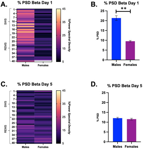 Figure 6. Percent power spectral density (PSD) for the Beta frequency during a SWS to REMS transition on Days 1 and 5 in male and female rats, displayed in both heat map and bar graph format. (A) Heat map of % power spectral density for the beta frequency in males and females during a SWS to REMS transition on Day 1 of restraint. There was a significant interaction of time and sex on the % PSD of beta. (B) Bar graph quantifying % power spectral density for the beta frequency from Panel A. Males demonstrate a higher % PSD of beta on Day 1 than females. (C) Heat map of % power spectral density for the beta frequency in males and females during a SWS to REMS transition on restraint Day 5. There was no main effect of time or sex on % PSD of beta in male and female rats on Day 5 of restraint. (D) Bar graph quantifying % power spectral density for the beta frequency from Panel C. Thus, males had a higher % PSD for beta than females during the SWS to REMS transition on Day 1 of restraint, but this was transient, as there were no sex differences by Day 5 of restraint. ** indicates p < 0.01.