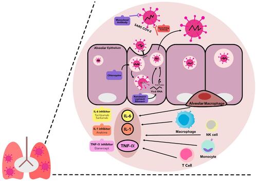 Figure 1 The entry process of SARS-CoV-2 into alveolar epithelial cells, immune response activation and druggable immunologic targets in COVID-19. The SARS-CoV-2 enters the infected person via the respiratory tract and attaches to the ACE2 receptors in type-2 alveolar cells of the lungs. It subsequently activates the retinoic acid inducible gene-(RIG) I-like receptors (RLRs), which play an essential role in the activation of antiviral immune responses. Together with the intrinsic response to the viral particles, they induce hyperactive inflammatory response, marked by the activation of proinflammatory cytokines-releasing cells. Several immunologic targets were identified to have an important role in the COVID-19-mediated immune dysregulation, therefore some pharmacological agents are repurposed to reduce the COVID-19-induced hyperinflammation and to prevent the viral entry and replications.