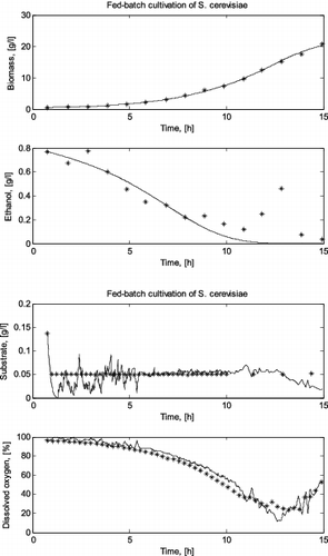 Figure 2. Comparison between a simulated and a real fed-batch S. cerevisiae cultivation process (run II).