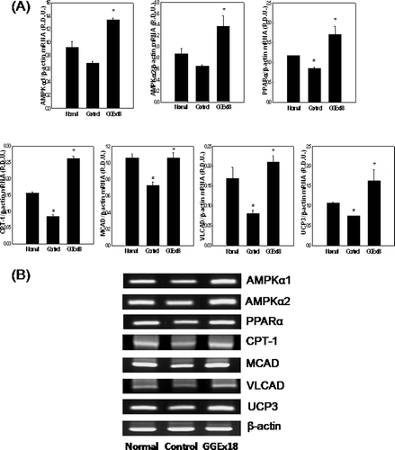 Figure 3.  GGEx18 increases the mRNA expression levels of AMPK, PPARα, and PPARα target genes in skeletal muscle of C57BL/6J mice. (A) Adult male C57BL/6J mice were fed a low-fat diet (Normal), a high-fat diet (Control), or the high-fat diet supplemented with 250 mg/kg/day GGEx18 for 9 weeks. Total cellular RNA was extracted from skeletal muscle tissue, and mRNA levels were measured using RT-PCR. All values are expressed as the mean ± SD of relative density units using β-actin as a reference. *p < 0.05 compared with control group. (B) Representative RT-PCR bands from one of the three independent experiments are shown. Control, high fat diet–fed mice; GGEx18, GGEx18 (50 mg/kg/day)-treated high fat diet–fed mice.