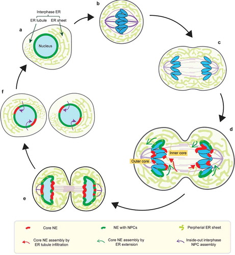 Figure 1. Dynamics of the NE during the normal cell-cycle. (a) Interphase NE and ER organization. The interphase ER is continuous the NE and forms an interconnected network of membrane sheets and tubules. (b) In metaphase, the NE is absorbed into the mitotic ER, which is largely excluded from the spindle (purple). (c) Similarly, the mitotic ER remains largely shielded from the anaphase spindle during chromosome segregation. (d-e) (also see section 3 for details) In telophase, segregated chromosome masses recruit membranes to reform the NE. The chromosome regions in contact with the spindle assemble the core NE (thick red lines), whereas the chromosome peripheral regions assemble the non-core NE with NPCs (thick dark green lines). The core membranes abutting the central spindle are termed the ‘inner core’; the core membranes abutting the spindle pole and its microtubules are termed the ‘outer core’. (d) Two hypothetical models for the delivery of (core) membranes into the anaphase/telophase spindle (see section 5 for details): 1. core membrane delivery by direct ER tubule infiltration (red arrows); 2. core membrane delivery by extension of the nascent NE from chromosome periphery/non-core domain (green arrows). (f) (see section 3) In the subsequent interphase, the core NE initially lacking NPCs forms pore-free islands, which progressively assemble NPCs through an inside-out mechanism (purple arrows)