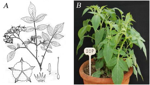 Figure 1. The species reference images for Solanum iopetalum. (A) Illustration of S. iopetalum (Correll Citation1962). (B) Plant shape of S. iopetalum (Tiwari et al. Citation2019). IOP is the three letter abbreviation for S. iopetalum.