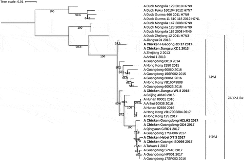 Figure 1. Phylogenetic tree of H7N9 strains based on HA gene. The chosen LPAIV and HPAIV strains were confirmed based on their law of basic amino acid motif located at the HA cleavage site. A/Chicken/Guangxi/SD098/2017 strain is the HA gene donor virus of H7-Re2.