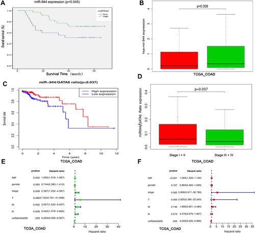 Figure 7 Identification of the miR-944 and miR-944/GATA6 ratio as a CRC prognosis marker. (A) High and low miR-944 expressions plotted against overall survival time in 60 CRC patients. (B) Chi-square analysis of the relationship between the miR-944 and clinical stage in TCGA data. (C) High and low miR-944/GATA6 expression ratio plotted against overall survival time in TCGA. (D) Chi-square analysis of the relationship between the miR-944/GATA6 ratio and clinical stage in TCGA data. (E) Univariate Cox regression analysis of the relationship between the miR-944/GATA6 ratio and prognosis in TCGA. (F) multivariate Cox regression analysis of the relationship between the miR-944/GATA6 ratio and prognosis in TCGA.