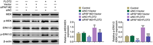 Figure 5. Repression of PAF1 retarded the MEK/ERK1/2 pathway through modulating FLOT2. Groups were separated into the control, siNc+vector, siPaf1#2+vector, siNC+FLOT2 and siPAF1#2+FLOT2 group. The protein expression of MEK, p-MEK, ERK1/2 and p-ERK1/2 were examined in HeLa cells through western blot. *p < 0.05, **p < 0.01, ***p < 0.001 vs the siNc+vector group; ^^p < 0.01, ^^^p < 0.001 vs the siPaf1#2+vector group; &&p < 0.01, &&&p < 0.001 vs the siNC+FLOT2 group.