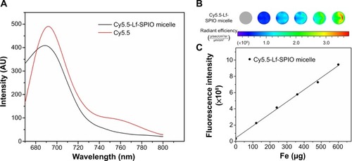 Figure 4 Fluorescence imaging abilities of the materials.Notes: (A) Fluorescence spectra at the excitation wavelength of 640 nm at room temperature. (B) Fluorescent image of the Cy5.5-Lf-SPIO micelles. (C) The correlation between fluorescence intensity and the mass of the iron.Abbreviations: Lf, lactoferrin; SPIO, superparamagnetic iron oxide.