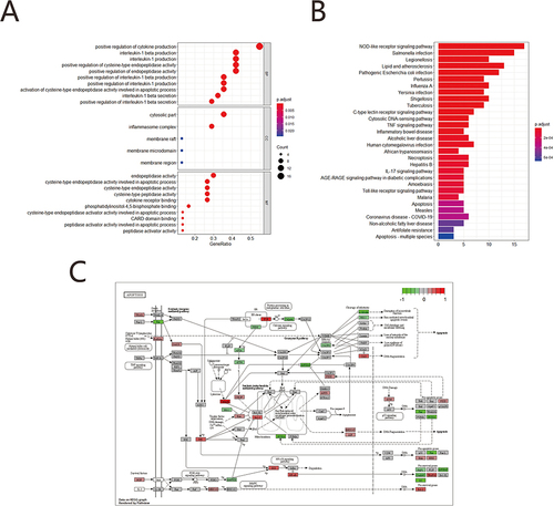 Figure 2 Functional enrichment analysis of pyroptosis-related genes. (A) GO top enrichment function dotplot; (B) KEGG top enrichment function dotplot; (C) Apoptosis pathway diagram.