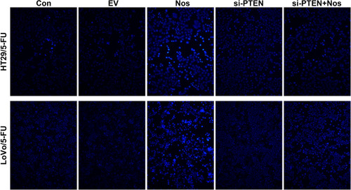 Figure 1 Noscapine induced the apoptosis of HT29/5-FU and LoVo/5-FU cells. TUNEL-positive cells were observed under a fluorescence microscope (magnification, 200×). The TUNEL-positive cells in Noscapine group was higher than that in control group, indicating noscapine treatment induced the apoptosis of HT29/5-FU and LoVo/5-FU cells.