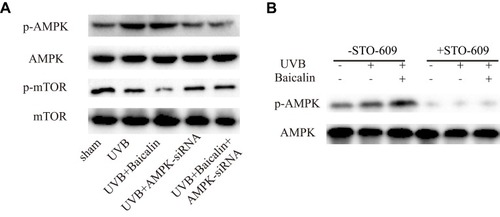 Figure 6 (A) Western blot analysis of AMPK, mTOR, and their phosphorylated forms. (B) Representative Western blots showing the effect of the CaMKKb inhibitor STO-609 (10 mg/mL) on baicalin-induced AMPK and phosphorylation of AMPK protein expression.
