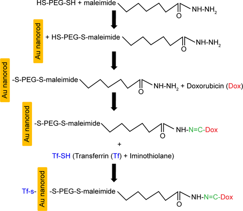 Figure S1 Schematic showing step-by-step synthesis of GNR-Dox-Tf-NP.Abbreviations: Dox, Doxorubicin; PEG, polyethylene glycol; Tf-SH, transferrin + iminothiolane; GNR-Dox-Tf-NP, gold nanorod-doxorubicin-transferrin nanoparticle.