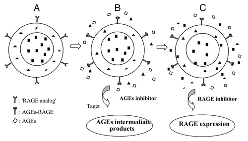 Figure 2. The dual-target drug delivery system of the core-shell nanoparticle. (A) The morphology of core-shell nanoparticle when the AGEs in kidney are normal. (B) When the AGEs are excess in kidney, RAGE analog and endogenous RAGE will start a competitive conjugation with AGEs, which can block the AGE-RAGE signaling cascades indirectly, at the same time, the core-shell nanoparticle releases AGEs inhibitors to inhibit the intermediate product of AGEs. (C) The RAGE inhibitors release sequentially to suppress endogenous RAGE expression.