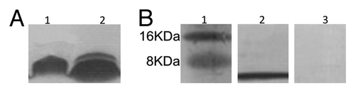 Figure 1. SDS-PAGE for hybrid phage and WT phage. (A) Lane 1, WT phage, lane 2, Hybrid phage. (B) Western blot assay for hybrid phage with sera. Lane 1, Marker; Lane 2, Sap2 -immunized mice serum; lane 3, non-immunized mice serum.