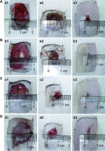 Figure 12 Wound appearance at 1, 7 and 14 days after grafting with (A) gauze, (B) the PVA/COS/AgNO3 nanofiber, (C) the PVA/COS-AgNP nanofiber, and (D) the commercial woundplast.Abbreviations: AgNP, silver nanoparticle; COS, chitosan oligosaccharide; PVA, poly(vinyl alcohol).