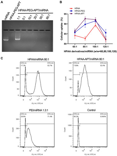 Figure 3 The rate of cellular uptake of HPAA derivatives/miRNA complexes in vitro (A) Gel electrophoresis assay of HPAA-PEG-APT/miRNA with different weight ratios. (B) Treated with HPAA derivatives/miRNA (w/w=60,80,100,120) (n=3). (C) Detection of cellular uptake between HPAA and HPAA-APT using FACS.