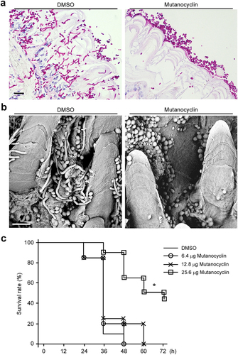 Figure 8. Effects of mutanocyclin on the virulence of C.albicans in mouse and G. mellonella infection models. (a) Histopathological assays. C. albicans SC5314 cells (1 × 107) in 5 μL of PBS containing DMSO or mutanocyclin (32 μg/mL) were spotted on the removed tongues of 4 − 5-week-old mice. After 24 hours of infection at 37°C, the infected tongues were stained with PAS and then used for microscopy assays. Scale bar, 20 µm. (b) Scanning electron microscope (SEM) images of the infected tongue tissues. Scale bar, 10 µm. (c) Survival rates of C. albicans-infected G. mellonella larvae treated with DMSO or mutanocyclin. C. albicans SC5314 cells (1 × 108 CFU/mL) and DMSO, or 6.4, 12.8, or 25.6 µg mutanocyclin, were injected individually into each G. mellonella larva (20 larvae in each treatment group). *P < .05 (compared with the DMSO control, Student's t test, two tailed).