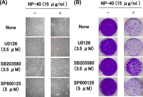 Fig. 5. Suppression of the cytotoxicity of NP-40 by MAPK inhibitors in TIG-7 cells.Notes: (A) Cells were cultured in the presence and absence of NP-40 together with the inhibitor indicated for 1 week to yield photographs. (B) Cells cultured as in (A) were replenished with normal growth medium and cultured for additional 2 weeks to form colonies.