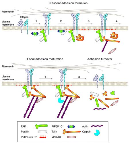 Figure 1. Model of a hierarchical linkage between integrins, FAK, talin and the control of cell motility. Simplified steps in adhesion assembly and turnover on fibronectin matrix. (1) Integrin engagement results in phosphatidylinositol-4,5-bisphosphate (PtdIns 4,5 P2) generation and the recruitment of FAK and paxillin to nascent adhesions within 15 min through undefined mechanisms. (2) FAK activation at nascent adhesions increases PtdIns 4,5 P2 generation by phosphorylating PIP5K1C. PtdIns 4,5 P2 can bind to the talin FERM domain and enable a conformational change in talin that would promote talin FERM binding to FAK and the recruitment of talin to nascent adhesions. (3) Talin dimerization allows for direct talin FERM binding to FAK and to β1-integrins for sustained adhesion signaling. (4) Myosin II-dependent tension generation and actomyosin contractility act in part through talin to enhance signaling and adhesion maturation into focal adhesions. (5) The binding of a protease such as calpain to FAK facilitates a multi-protein complex at adhesions. (6) FAK-enhanced and calpain-mediated cleavage of talin into head and rod domain fragments facilitates adhesion turnover required for efficient cell movement.