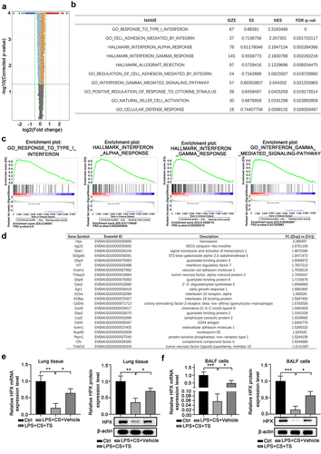 Figure 2. RNA-seq identified that Hemopexin (Hpx) is a significantly upregulated gene in lung tissues of COPD mice upon TS treatments.