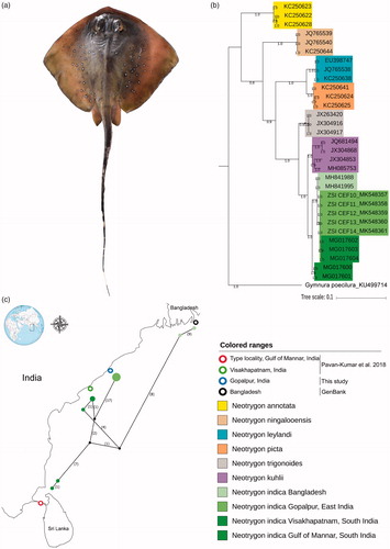 Figure 1. (a) N. indica specimen collected from the Gopalpur, Odisha. (b) Bayesian phylogeny indicated the monophyletic clustering of seven congeners of Neotrygon. (c) TCS network showed the different haplotypes of N. indica in Bay of Bengal denoted by green colour shed corresponding to the distinct clustering in the phylogenetic tree.