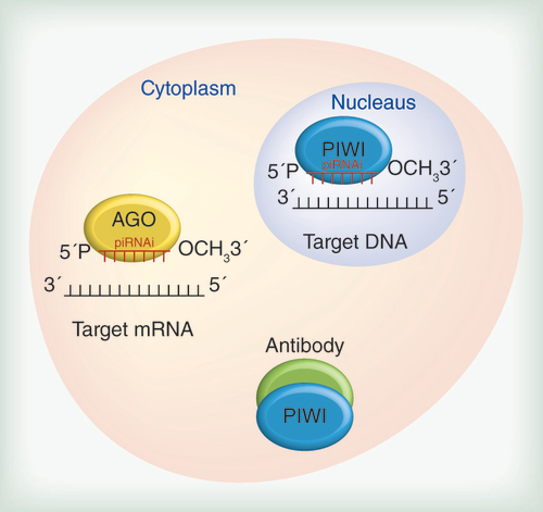 Figure 2.  Targeting piRNAs and PIWI proteins.Based on the roles of piRNAs and PIWI proteins, these molecules may be excellent targets for cancer therapy. Antibodies against PIWI proteins could be useful at the post-translational level, whereas synthetic piRNAs could be applied in transcriptional and post-transcriptional approaches. When targeting DNA, the ‘piRNAi’ should contain the specific sequence to allow them to associate with the PIWI proteins. Conversely, when targeting mRNA, the ‘piRNAi’ should contain the specific sequence to allow them to associate with proteins of the Argonaute family.