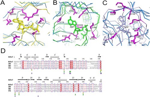 Figure 4. Structural comparison of MtbPurT with the ATP-grasp fold proteins. Structure of MtbPurT (coloured blue) was superposed with (A) phBCCPPurT-ADP (coloured yellow, PDB code: 2DWC, r.m.s.d: 1.31 Å), (B) FtPurK-AMPPNP (coloured green, PDB code: 4MA5, r.m.s.d: 1.80 Å) and (C) LlPC-ADP (coloured light purple, PDB code: 5VYZ, r.m.s.d: 2.44 Å). In each ATP-grasp fold protein, residues involved in cofactor binding are shown in sticks and coloured yellow, green and light purple, respectively. The corresponding residues in MtbPurT are presented in sticks and coloured in magenta. (D) Multiple sequence alignment of MtbPurT, phBCCPPurT, FtPurK and LlPC. Residues involved in binding with ATP-analogs are marked as triangles.