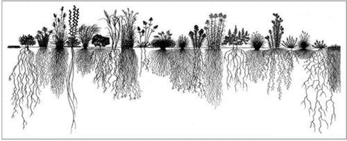 Figure 3 The root systems of different prairie plants. Modified from United States Department of Agriculture—Illinois native plant guide.