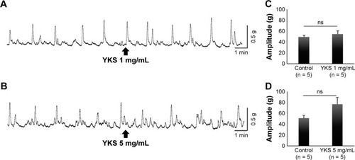 Figure 4 Effect of YKS on isolated colonic motility. Representative contraction wave acquired when administering YKS (1 mg/mL) (A) and (5 mg/mL) (B). Contractile amplitudes (g) obtained by integrating area under the contractile wave above baseline (1 mg/mL) (C) and (5 mg/mL) (D).