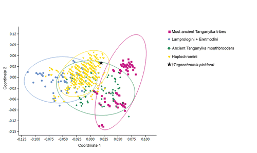 FIGURE 5. Principal coordinates analysis (PCoA) scatter plot based on nine meristic characters of †Tugenchromis pickfordi, gen. et sp. nov., and the four major cichlid groups of the ‘East African Radiation,’ indicated with different symbols and colors (N = 764; see Supplementary Data 2 for raw data). Species score limits are visualized as 95% confidence ellipses. Coordinate 1 vs. Coordinate 2. Coordinate 1 explains 50.96% and Coordinate 2 explains 36.85% of the variation.