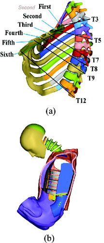 Figure 6 Comparison of chest deflection patterns between the human and dummy models: (a) human model and (b) dummy model.