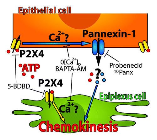 Figure 6. A model of a proposed cascade for ATP-triggered chemokinesis of epiplexus cells. P2X4 receptors on the epithelial cells may be functionally coupled to Panx1 channels. In this way, activation of P2X4 receptors by ATP would cause a release of an unidentified signaling molecule though Panx1 channels to activate chemokinesis of epiplexus cells. Our current data cannot exclude the possibility that P2X4 receptors on the epiplexus cells may contribute to the activation process.