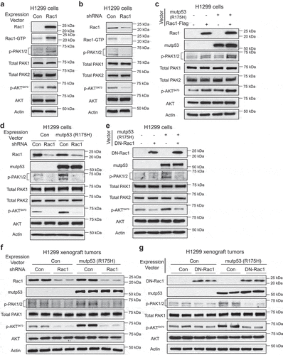 Figure 2. Mutp53 activates AKT through the Rac1 signaling in vitro and in vivo. (a) Ectopic Rac1 expression activated PAKs and AKT reflected by the increased phosphorylation levels of PAK1 at Ser144 and PAK2 at Ser141 (p-PAK1/2) and increased p-AKT S473 levels. Ectopic expression of Rac1 in p53 null H1299 cells by transient transfection of vectors increased Rac1-GTP, p-PAK1/2 and p-AKT S473 levels. (b) Knockdown of endogenous Rac1 by shRNA in H1299 cells decreased Rac1-GTP, p-PAK1/2 and p-AKT S473 levels. (c) The levels of p-PAK1/2 and p-AKT S473 were determined in H1299 cells with ectopic expression of Rac1 and mutp53 (R175 H) individually or simultaneously. (d) Knockdown of endogenous Rac1 abolished the increase of p-PAK1/2 and p-AKT S473 levels induced by mutp53 (R175 H) in H1299 cells. (e) Ectopic expression of the dominant-negative Rac1 (DN-Rac1) largely abolished the increase of p-PAK1/2 and p-AKT S473 levels induced by mutp53 (R175 H) in H1299 cells. (f) & (g) Mutp53 (R715 H) increased p-PAK1/2 and p-AKT S473 levels in H1299 xenograft tumors. Knockdown of Rac1 by shRNA (F) or expression of DN-Rac1 (G) largely abolished the increase of p-PAK1/2 and p-AKT S473 levels induced by mutp53 (R175 H) in H1299 xenograft tumors.