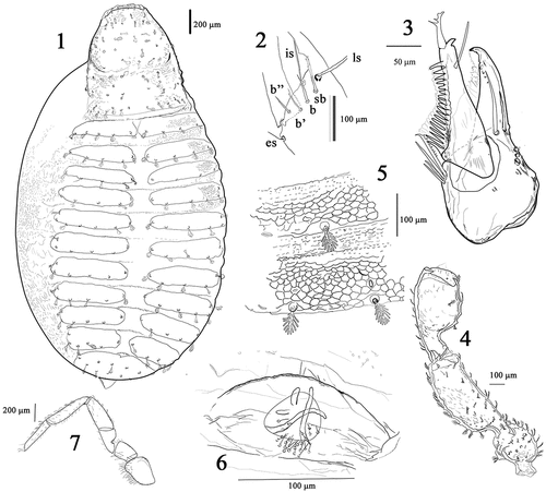 Figures 1–7. Cocinachernes akalchesis, female from Mexico. 1 body. Left hand chelicera setae. 3. Right chelicera, 4 left pedipalp. 5. Setae and ornament of tergites. Female genitalia, spermathecal. 7 Leg IV right. Scale bar 3 = 50 μm; 5 = 100 μm; 7 = 200 μm.