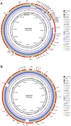 Figure 2 Comparative analysis of plasmids pL889-NDM9 and pL889-MCR1 detected in E. coli L889. (A) Comparison of blaNDM-9 coding region of plasmid pL889-NDM9 with plasmid pHNTH02-1 (MG196294), pEC013 (MG545909), pNDM-T2 (MN335919), and pHNSD138-1 (MG271839). (B) Comparison of mcr-1-carrying plasmid pL889-MCR1 with plasmids pHNTH02-1 (KY693674), pHLJ179-34 (MN232213), and p5CRE51-MCR-1 (CP021176). The circular map was generated with the BLAST Ring Image Generator (http://brig.sourceforge.net/).