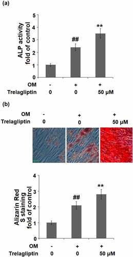 Figure 2. Trelagliptin promotes differentiation and mineralization. Cells were incubated with osteogenic medium (OM) with or without Trelagliptin (50 μM) for 14 days. (a). ALP activity; (b). Alizarin Red S staining. Scale bar, 100 μm (##, P < 0.01 vs. vehicle group; **, P < 0.01 vs. OM group)