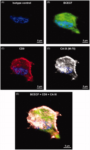 Figure 6. Confocal microscopy analysis of BCECF and CA IX expression in LNCaP cell line cultured at pH 6.5. (A) Isotype control cell. (B) LNCaP cell labelled with BCECF (green signal). (C) LNCaP cell labelled with CD9 monoclonal antibody (M-L13, RUO, red signal). (D) LNCaP cell incubated with M75 and then with Alexa Fluor® 647 secondary antibody for CA IX detection (gray signal). (E) Merged image of different signals on LNCaP cells: BCECF (green signal), CD9 (red signal), CA IX (grey signal), nucleus (blue signal of DAPI).