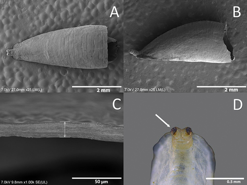 Figure 10. Puparium of Sphaerophoria rueppellii A. Dorsal view; B. Lateral view; C. Integumental dorsal thickness; D. Dark carinae (arrow, dark carinae).