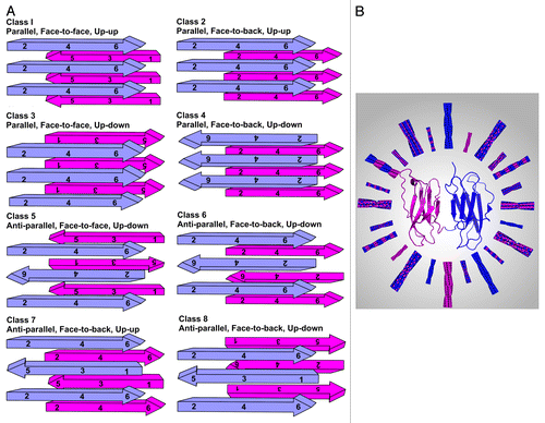 Figure 1. The potential repertoire of fibril polymorphs. (A) The eight classes of steric zipper available to a single polypeptide chain (re-drawn from Figure 4 of Sawaya et al.).Citation5 (B) A schematic of different possible fibril polymorphs that can arise from co-aggregation of more than one protein (depicted are ΔN6 [PDB code 2XKU] in pink and β2m [PDB code 2XKS] in purple).Citation20