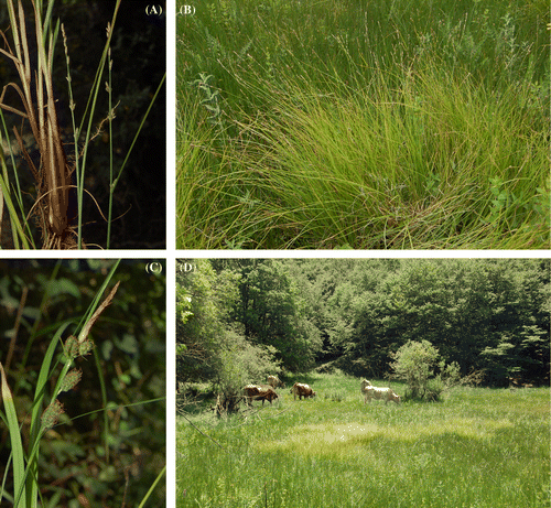 Figure 2. (A–B) Carex × boenninghausiana: details of a plant and its inflorescence (A), a tussock (B), C) Carex grioletii: details of the inflorescence, D) view of the new station and population (lighter/brighter patches in the center of the photo) with cattle grazing.