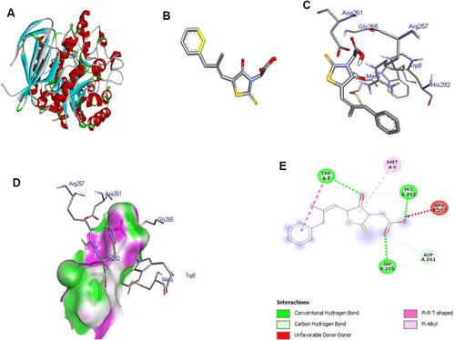 Figure 9 (A) 3D structure of α-glucosidase (receptor), (B) 3D structure of EPL (ligand), (C) docking of receptor and ligand, (D) 3D structure of ligand-receptor containing H-bond, (E) 2D structure of receptor-ligand interaction.