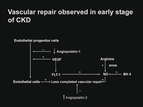 Figure 2. Demonstrates the diagram of early stage of CKD.
