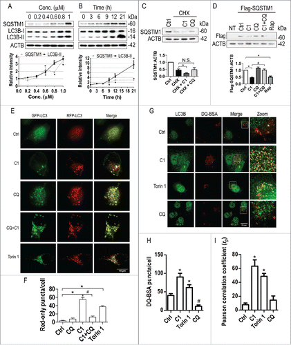 Figure 7. Curcumin analog C1 promotes autophagy flux and lysosomal degradation. (A) N2a cells were treated with increasing concentration of C1 for 12 h. (B) N2a cells were incubated with C1 (1 μM) for the indicated times. The protein levels of LC3B-II and SQSTM1/p62 were determined by western blotting. Data are presented as the mean ± SD from 3 independent experiments. *, P< 0.05 vs. the control (0.1% DMSO). (C) N2a cells were cotreated with cycloheximide (CHX, 10 μg/ml) and C1 (1 μM) for 12 h. The level of SQSTM1 was quantified as mean ± SD from 3 independent experiments. *, P < 0.05 vs. CHX treatment alone (N.S., not significant). (D) N2a cells were transfected with Flag-tagged SQSTM1 for 24 h and then treated with the indicated compounds for 12 h (C1, 1 μM; CQ, 20 μM; rapamycin [Rap], 5 µM). The level of Flag-SQSTM1 was quantified as mean ± SD from 3 independent experiments. *, P < 0.05 vs. the control (0.1% DMSO); #, P < 0.05 vs. C1 treatment alone (NT, nontransfected). (E) N2a cells were transiently transfected with mRFP-GFP-LC3 (tfLC3) plasmid and then treated with the indicated compounds (C1, 1 μM for 12 h; CQ, 50 μM for 12 h; torin1, 0.5 μM for 3 h). Representative images are shown (F) The numbers of red-only puncta per cell were quantified. n–20 randomly selected cells from 3 independent experiments. Data are presented as the mean ± SD. *, P < 0.05 vs. the control (0.1% DMSO); #, P < 0.05 vs. C1 treatment alone. (G) N2a cells were preincubated with 10 μg/ml of DQ-BSA-Red for 1 h, washed and then treated with the indicated compounds (C1, 1 μM for 12 h; CQ, 50 μM for 12 h; torin1, 0.5 μM for 3 h). Cells were fixed and then stained with LC3B antibody. (H) The number of DQ-BSA puncta (red) per cell was quantified. (I) The colocalization of DQ-BSA puncta (red) and LC3B puncta (green) were quantified. n–20 randomly selected cells from 3 independent experiments. Data are presented as the mean ± SD. *, P < 0.05 vs. the control (0.1% DMSO); #, P < 0.05 vs. the control (0.1% DMSO).