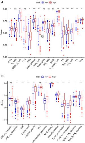 Figure 6 The boxplot of ssGSEA scores. (A) Score of 16 immune cells in different risk patients with ccRCC. (B) Different expression in different risk level groups of 13 immune-related functions; blue represents low risk, red represents high risk; *P< 0.05; **P< 0.01; ***P< 0.001.